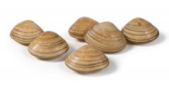 Surf clams